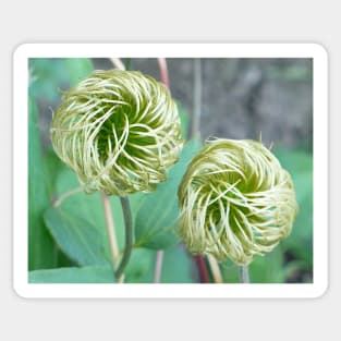 Clematis Seed Head Sticker